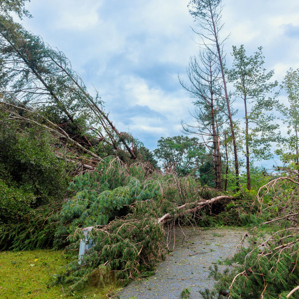 Professional land clearing and forestry mulching by Extreme Land Clearing in Applegate, Michigan